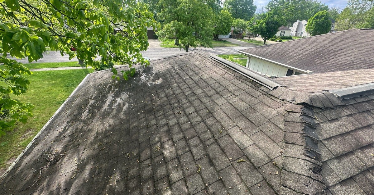 An aging shingle roof with scattered leaves, dark staining, and damaged ridge material beside green tree branches.